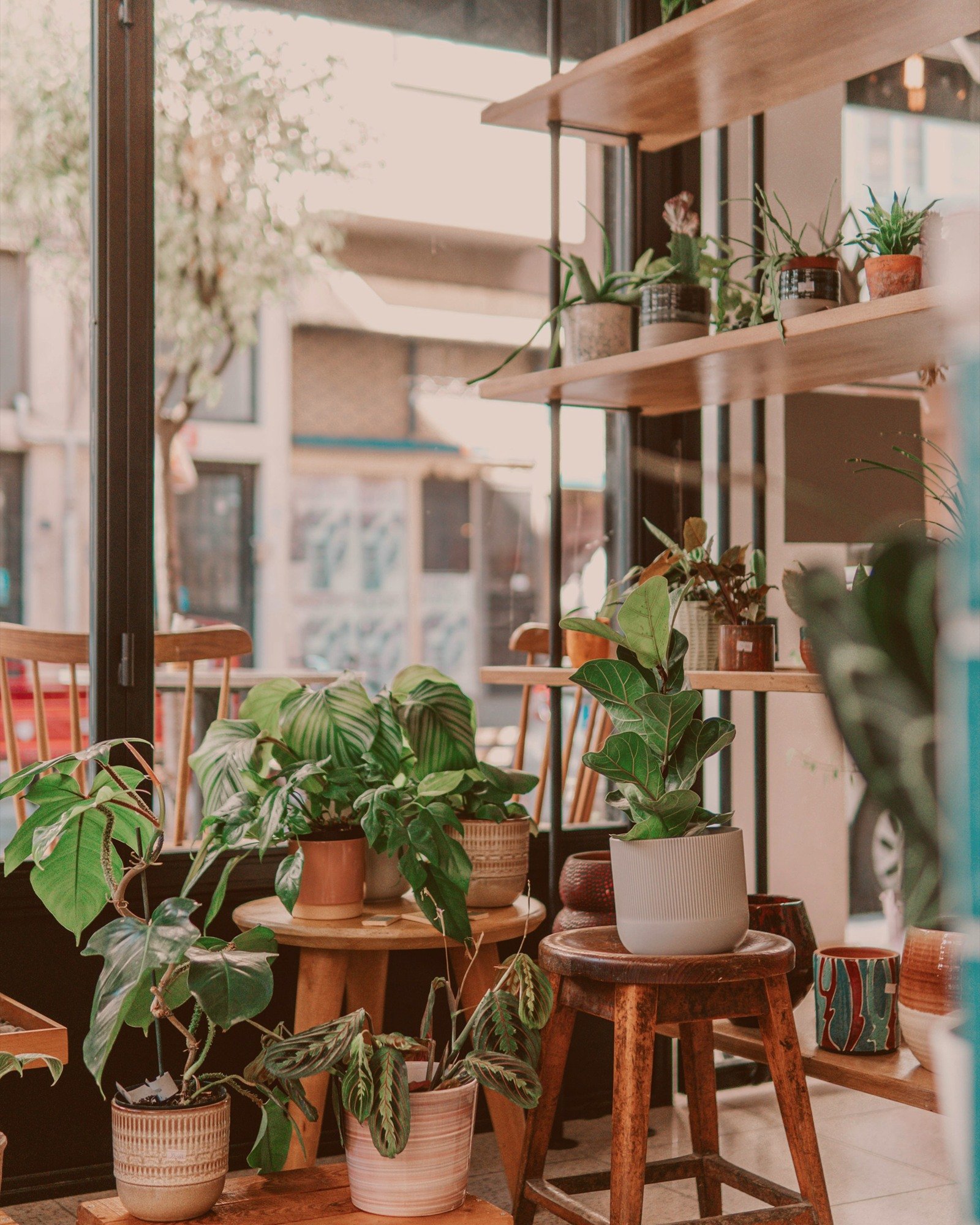 Garden shop interior with potted plants on wooden shelves