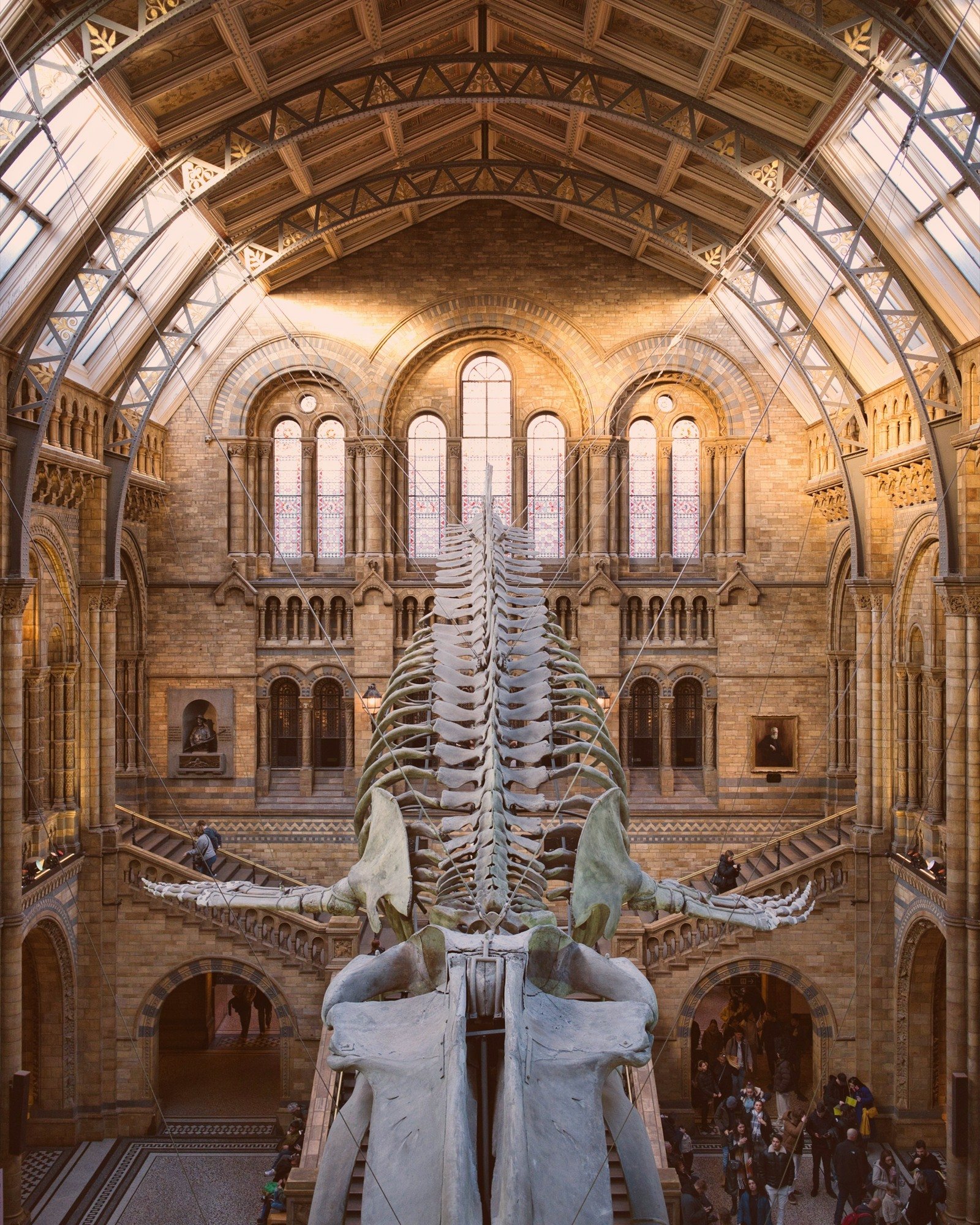 Whale skeleton suspended in a grand natural history museum hall