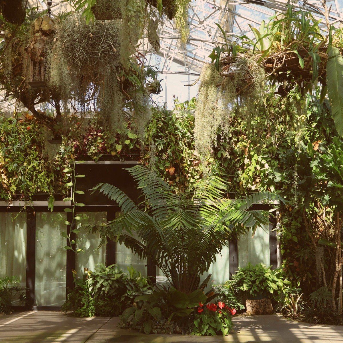 Conservatory interior with ferns, orchids and hanging plants under a glass roof