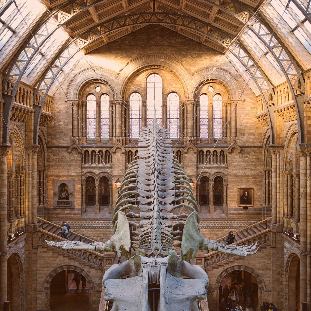 Whale skeleton suspended in a grand natural history museum hall
